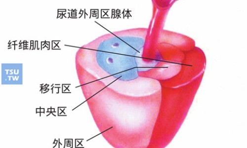 野菌功效与作用网- 野菌的营养价值与功效知识,分享野生菌的功能和作用